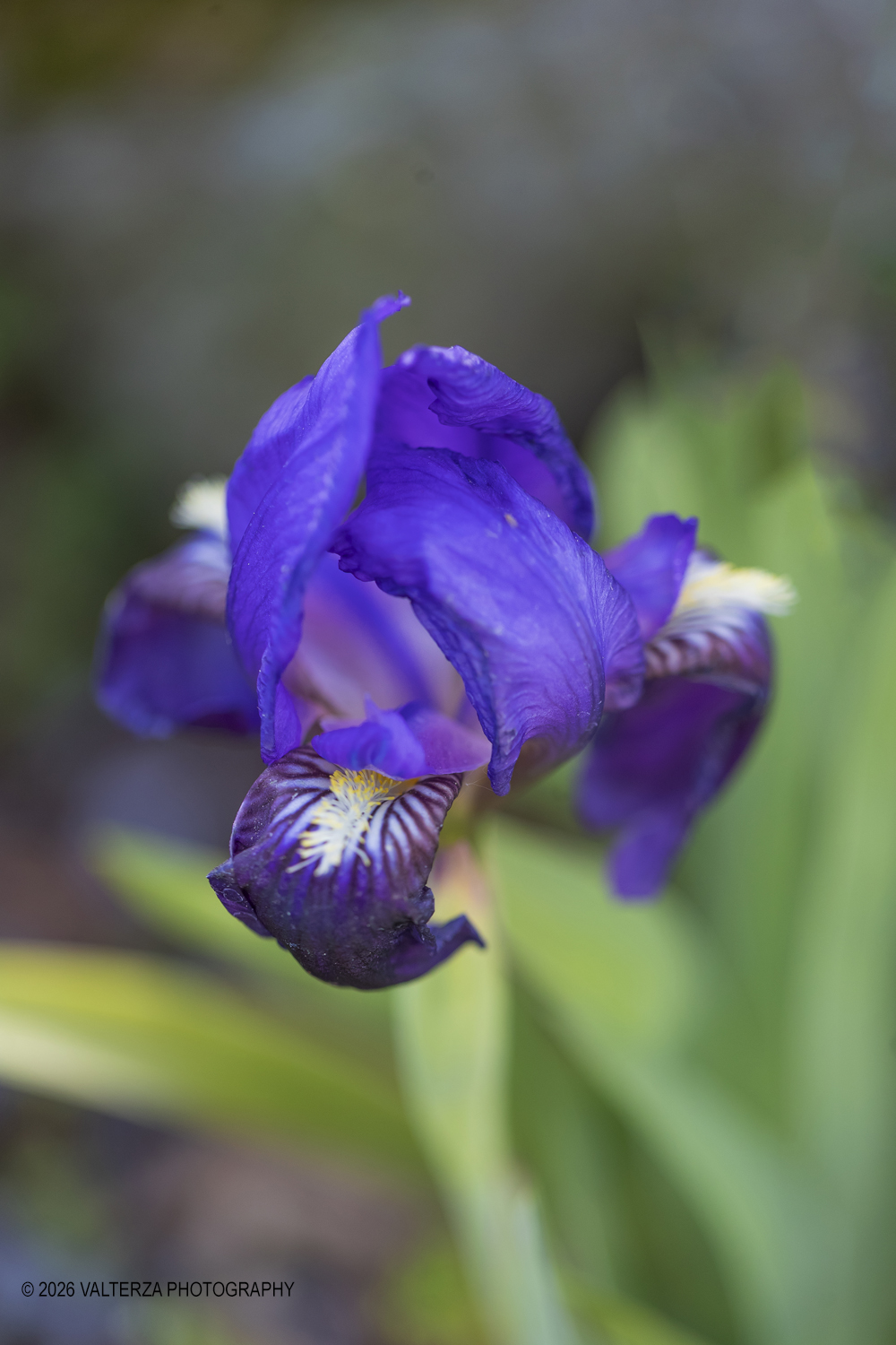 _G3I2580.jpg - 06/04/2026. Torino. Lâ€™Orto Botanico di Torino Ã¨ stato istituito nel 1729 per volere di Vittorio Amedeo II, allo scopo di coltivare e far conoscere le piante, i loro usi, la loro origine e le loro caratteristiche ecologiche. Nella foto  lâ€™Alpineto Ã¨ un insieme di aiuole rocciose che riproduce lâ€™ambiente montano  fiore di Iris Chamaeris