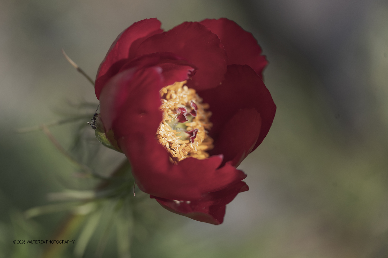 _G3I2596.jpg - 06/04/2026. Torino. Lâ€™Orto Botanico di Torino Ã¨ stato istituito nel 1729 per volere di Vittorio Amedeo II, allo scopo di coltivare e far conoscere le piante, i loro usi, la loro origine e le loro caratteristiche ecologiche. Nella foto  lâ€™Alpineto Ã¨ un insieme di aiuole rocciose che riproduce lâ€™ambiente montano fiore di Paeonia tenuifolia