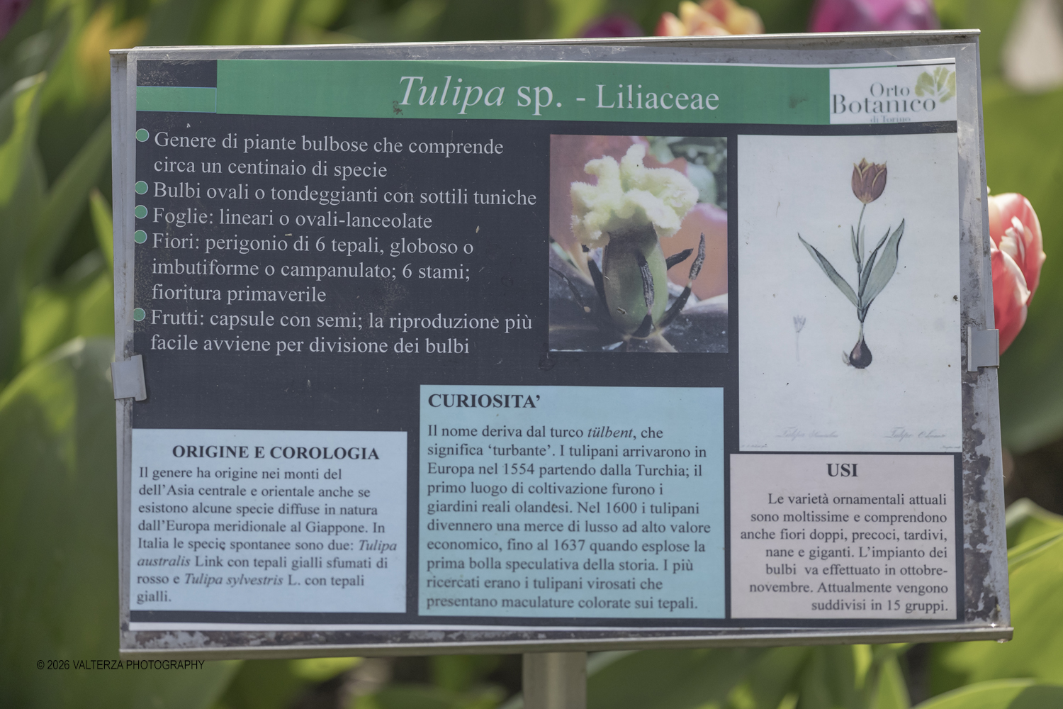 _G3I2665.jpg - 06/04/2026. Torino. Lâ€™Orto Botanico di Torino Ã¨ stato istituito nel 1729 per volere di Vittorio Amedeo II, allo scopo di coltivare e far conoscere le piante, i loro usi, la loro origine e le loro caratteristiche ecologiche. Nella foto tabella illustrativa aiuola dei tulipani