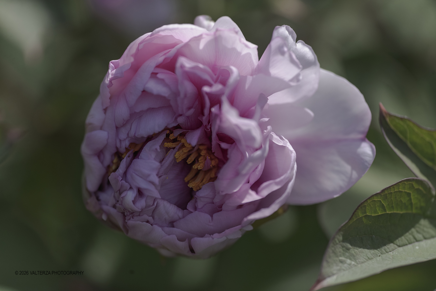 _G3I2725.jpg - 06/04/2026. Torino. Lâ€™Orto Botanico di Torino Ã¨ stato istituito nel 1729 per volere di Vittorio Amedeo II, allo scopo di coltivare e far conoscere le piante, i loro usi, la loro origine e le loro caratteristiche ecologiche. Nella foto Paeonia hybr. "Ukai summer"