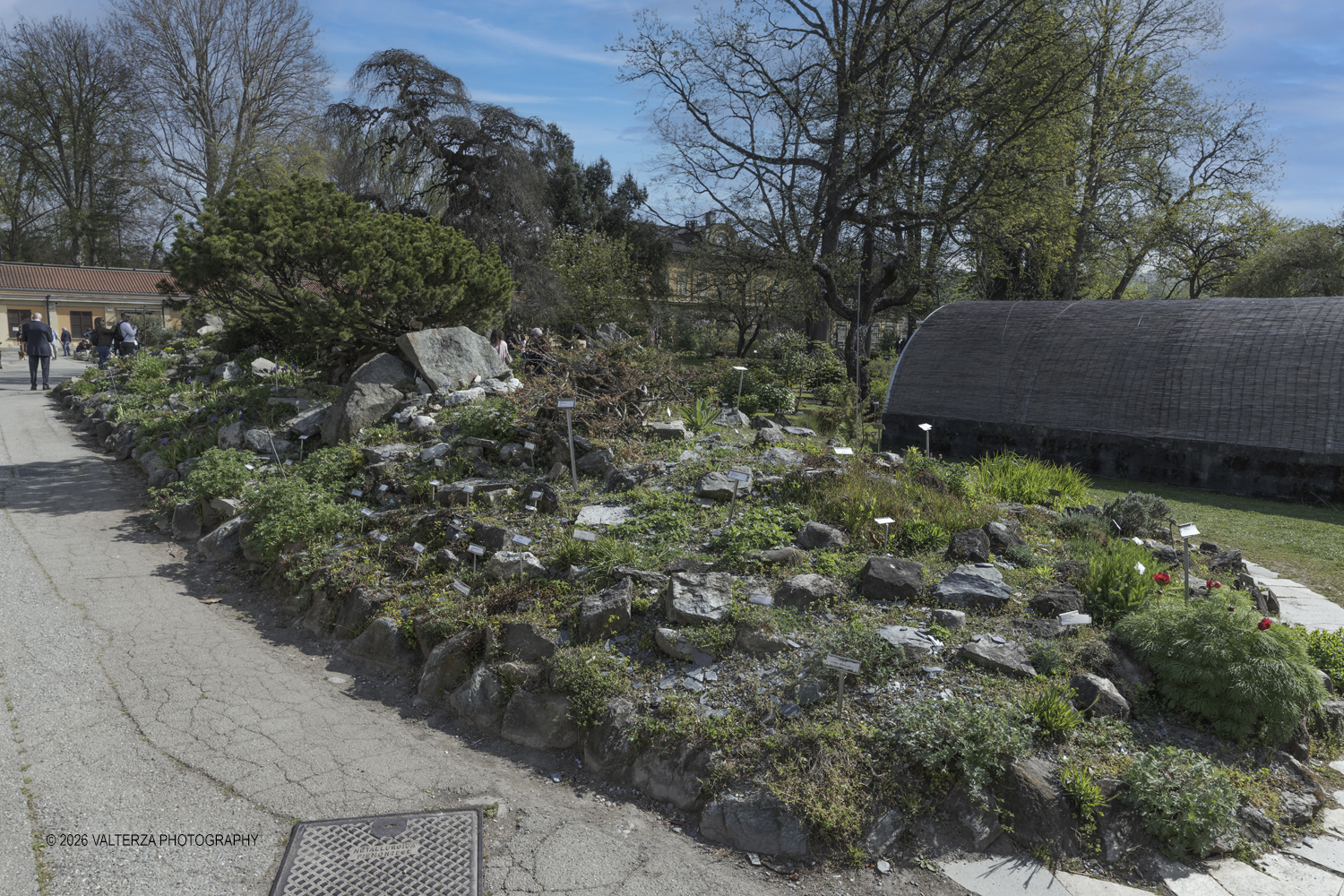 _Z3A2559.jpg - 06/04/2026. Torino. Lâ€™Orto Botanico di Torino Ã¨ stato istituito nel 1729 per volere di Vittorio Amedeo II, allo scopo di coltivare e far conoscere le piante, i loro usi, la loro origine e le loro caratteristiche ecologiche. Nella foto l'Alpineto, Lâ€™Alpineto Ã¨ un suggestivo insieme di aiuole rocciose che riproduce lâ€™ambiente montano, con piccoli rilievi e avvallamenti caratterizzati da diverse esposizioni. La presenza di rocce silicee e calcaree consente la coltivazione di specie con differenti esigenze del suolo.