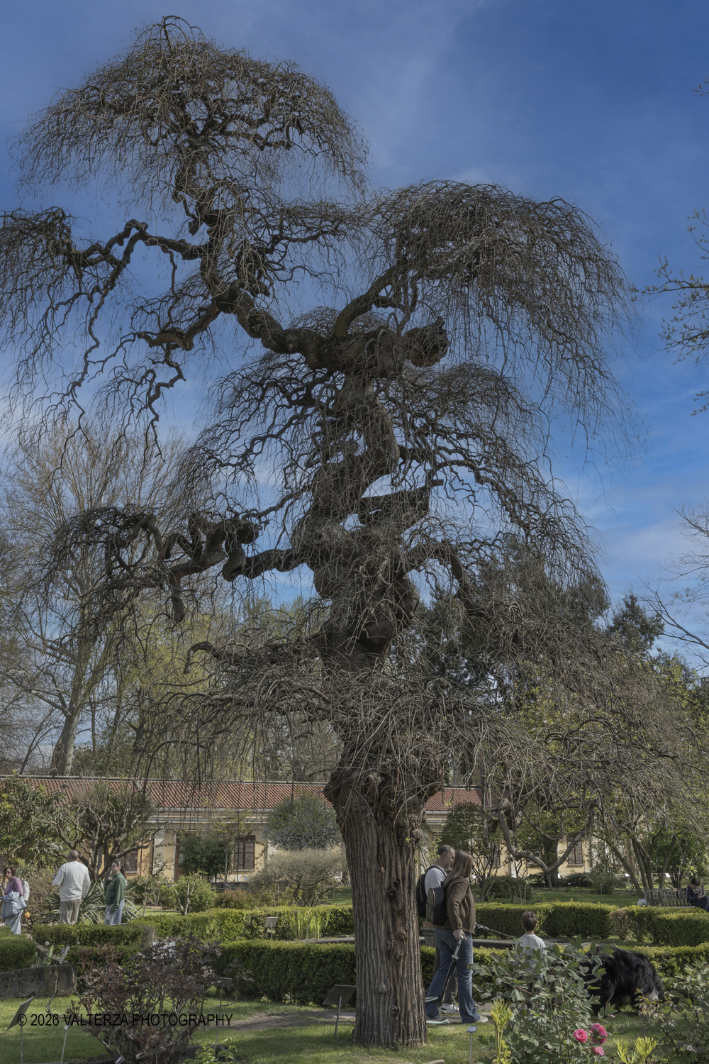 _Z3A2561.jpg - 06/04/2026. Torino. Lâ€™Orto Botanico di Torino Ã¨ stato istituito nel 1729 per volere di Vittorio Amedeo II, allo scopo di coltivare e far conoscere le piante, i loro usi, la loro origine e le loro caratteristiche ecologiche. Nella foto Parte del Giardino, situato tra lâ€™edificio del Dipartimento di Scienze della Vita e Biologia dei Sistemi e il Castello del Valentino , Ã¨ organizzato in aiuole tematiche suddivise per famiglie botaniche. In questâ€™area sono presenti circa 152 famiglie e 1446 entitÃ  botaniche.