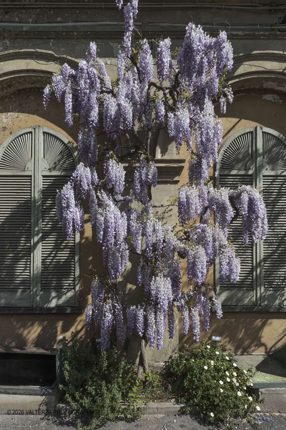 _Z3A2672.jpg - 06/04/2026. Torino. Lâ€™Orto Botanico di Torino Ã¨ stato istituito nel 1729 per volere di Vittorio Amedeo II, allo scopo di coltivare e far conoscere le piante, i loro usi, la loro origine e le loro caratteristiche ecologiche. Nella foto fioritura di ghlicini sulla parete dellâ€™edificio del Dipartimento di Scienze della Vita e Biologia dei Sistemi