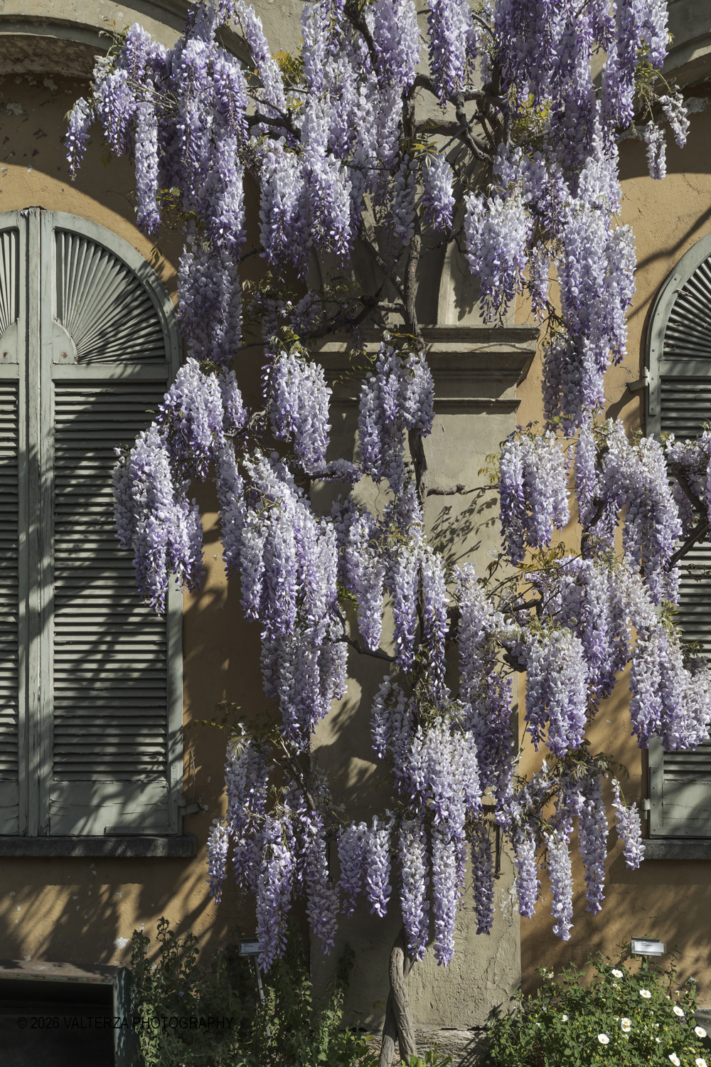 _Z3A2681.jpg - 06/04/2026. Torino. Lâ€™Orto Botanico di Torino Ã¨ stato istituito nel 1729 per volere di Vittorio Amedeo II, allo scopo di coltivare e far conoscere le piante, i loro usi, la loro origine e le loro caratteristiche ecologiche. Nella foto fioritura di ghlicini sulla parete dellâ€™edificio del Dipartimento di Scienze della Vita e Biologia dei Sistemi