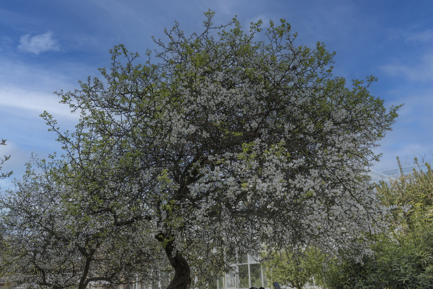 _Z3A2692.jpg - 06/04/2026. Torino. Lâ€™Orto Botanico di Torino Ã¨ stato istituito nel 1729 per volere di Vittorio Amedeo II, allo scopo di coltivare e far conoscere le piante, i loro usi, la loro origine e le loro caratteristiche ecologiche. Nella foto alberi di Poncirus trifoliata in fiore nel Giardino