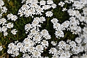 _G3I2633