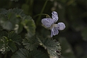 _G3I2651