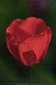 _G3I2685