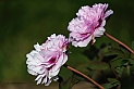 _G3I2719
