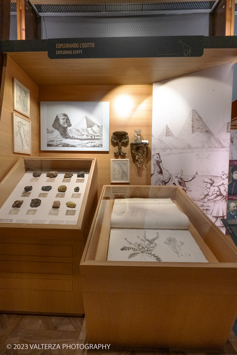 _DSF0676.jpg - 12/01/2024. Torino. Il Il Museo Regionale di Scienze Naturali di Torino riapre al pubblico   dopo oltre dieci anni di chiusura. La riapertura prevede un rinnovato e interattivo percorso espositivo che si sviluppa su tre principali aree: Museo Storico di Zoologia, Arca delle Esplorazioni e Sala delle Meraviglie. Nella foto allestimento nellâ€™area dellâ€™ Arca delle Esplorazioni dedicata ai viaggi naturalistici che nel corso del tempo hanno contribuito allâ€™arricchimento delle collezioni. Al centro di questa sezione si erge lâ€™eccezionale scheletro di una balenottera