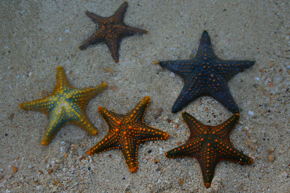 Stelle.jpg