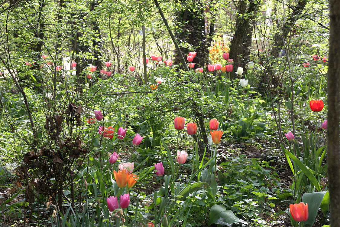 MesserTulipano_065.jpg