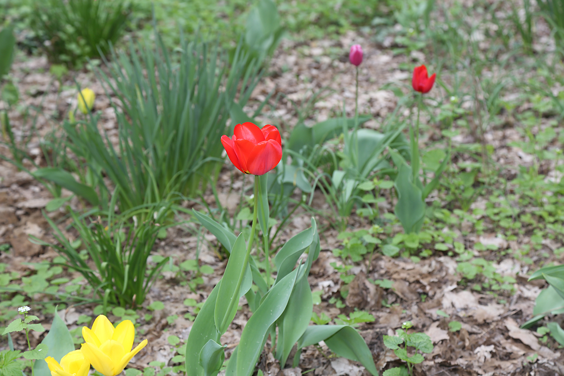 MesserTulipano_359.jpg