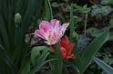 MesserTulipano_200