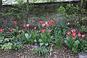 MesserTulipano_253