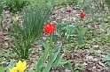 MesserTulipano_359