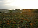 Avignon30