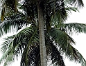 Maceio_Brasile_014