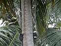 Maceio_Brasile_015