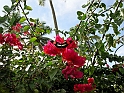 Maceio_Brasile_076