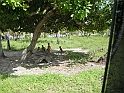Maceio_Brasile_094