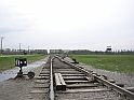 Birkenau-3