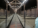 Birkenau-5