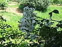 S.DamianoD'Asti.Fiori.IMG_0003