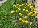 S.DamianoD'Asti.Fiori.IMG_0006