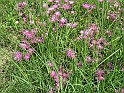 S.DamianoD'Asti.Fiori.IMG_0010