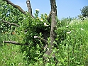 S.DamianoD'Asti.Fiori.IMG_0012