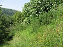 S.DamianoD'Asti.Fiori.IMG_0013