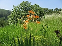 S.DamianoD'Asti.Fiori.IMG_0015