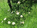 S.DamianoD'Asti.Fiori.IMG_0016