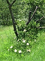 S.DamianoD'Asti.Fiori.IMG_0017
