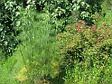 S.DamianoD'Asti.Fiori.IMG_0018