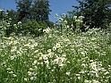 S.DamianoD'Asti.Fiori.IMG_0020