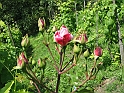 S.DamianoD'Asti.Fiori.IMG_0021