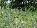 S.DamianoD'Asti.Fiori.IMG_0022