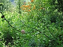 S.DamianoD'Asti.Fiori.IMG_0025