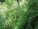 S.DamianoD'Asti.Fiori.IMG_0027