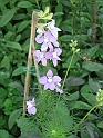 S.DamianoD'Asti.Fiori.IMG_0028