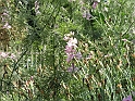 S.DamianoD'Asti.Fiori.IMG_0029