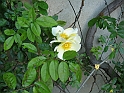 S.DamianoD'Asti.Fiori.IMG_0031
