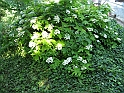 S.DamianoD'Asti.Fiori.IMG_0034