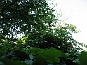 S.DamianoD'Asti.Fiori.IMG_0036