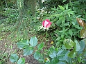 S.DamianoD'Asti.Fiori.IMG_0039