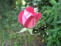 S.DamianoD'Asti.Fiori.IMG_0040