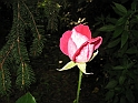S.DamianoD'Asti.Fiori.IMG_0041