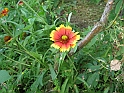 S.DamianoD'Asti.Fiori.IMG_0043
